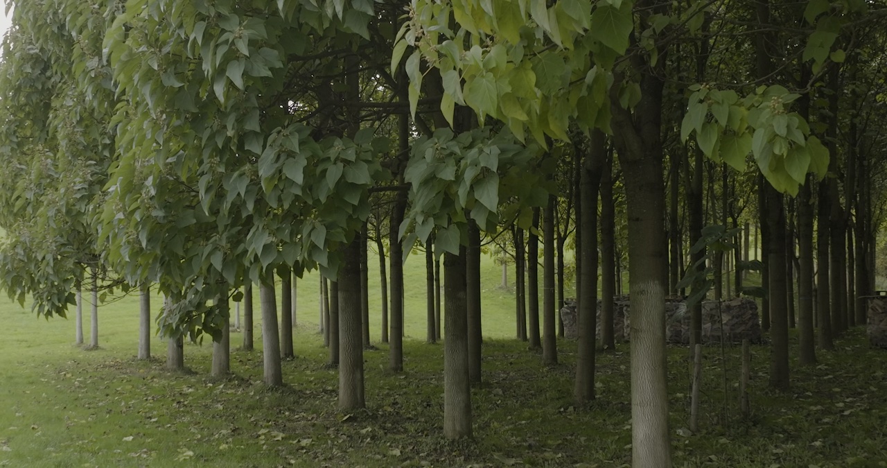Blick in eine junge Baumplantage mit symmetrisch angeordneten Baumstämmen und großen grünen Blättern