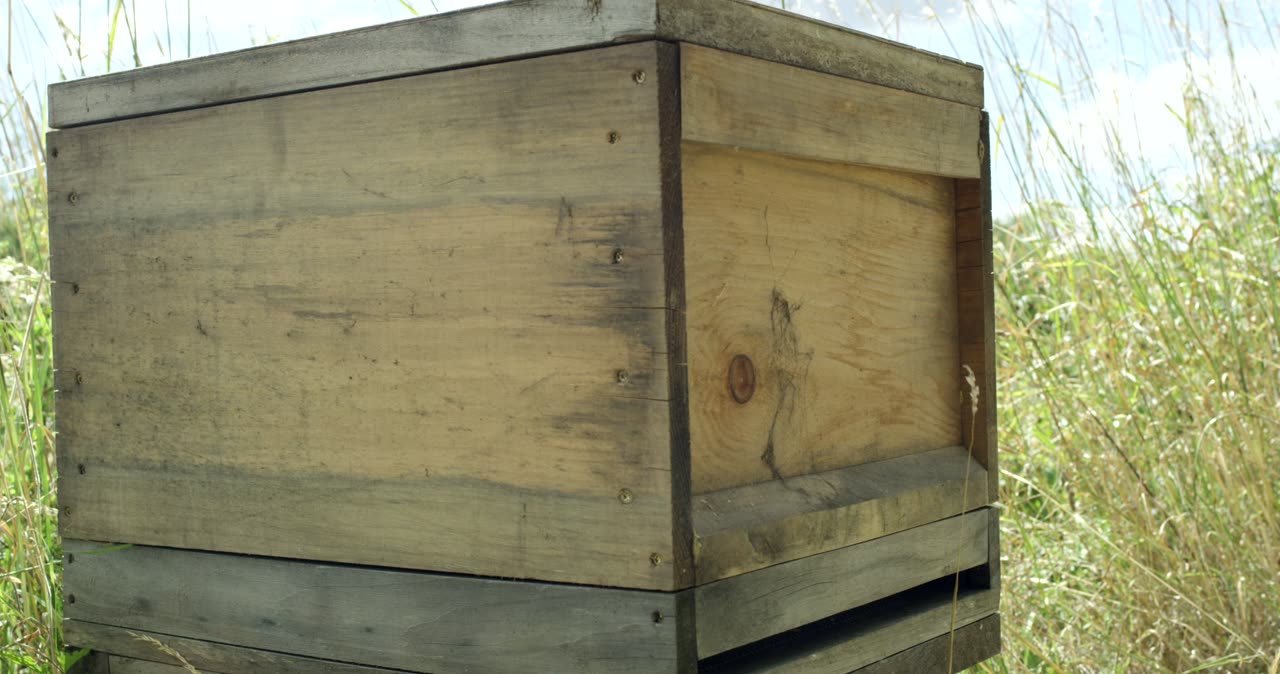 Holzbeute für Bienen in einer Wiese mit hohem Gras im Freien