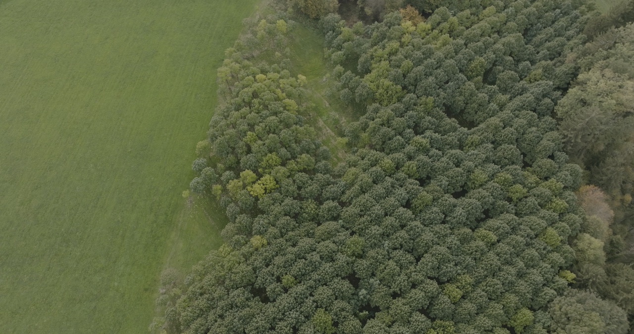 Luftaufnahme von dichten grünen Baumkronen am Rand eines Laubwaldes angrenzend an eine weite grüne Wiese