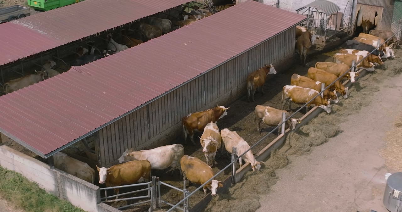 Rinderherde beim Fressen in einem überdachten Laufstall auf einem landwirtschaftlichen Betrieb