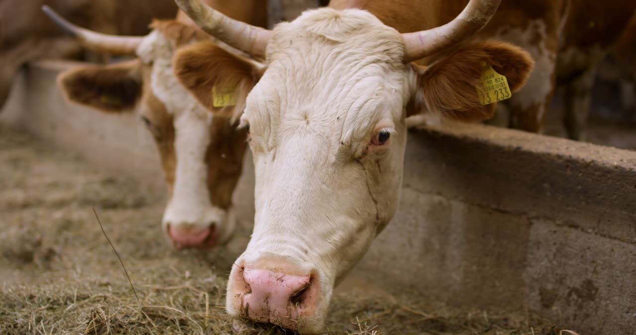 Zwei gefleckte Kühe mit Ohrmarken fressen trockenes Heu an einer Betonraufe im Stall